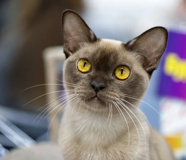 Choklad Burmese Katt Med Guld Ögon Porträtt Närbild — Stockfoto