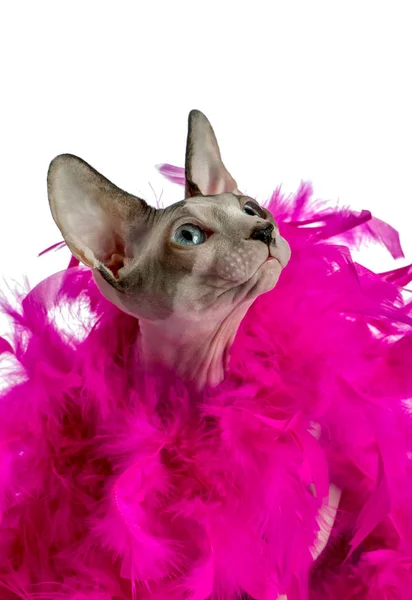 Magic Canadian Sphynx Cat Pink Feather Boa Close Looking White — Stock Photo, Image