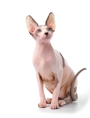 Kanada Sphynx kedi beyaz arka plan üzerinde oturan mavi gözlü  