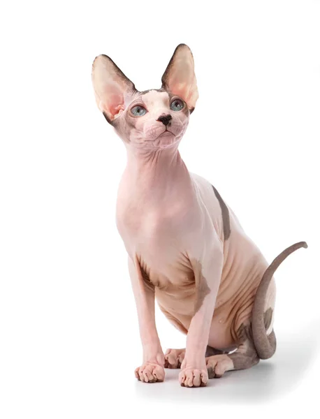Kanadensiska Sphynx Katt Med Blå Ögon Sitter Vit Bakgrund — Stockfoto