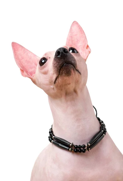 American Hairless Terrier Hund Porträtt Närbild Med Inhemska Indiska Choker — Stockfoto
