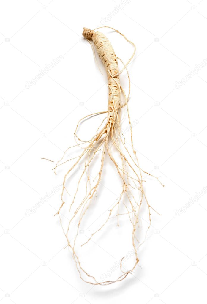 ginseng root full length isolated on white  background 