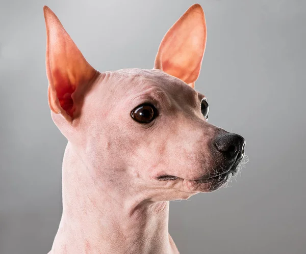 American Hairless Terrier Cane Profilo Ritratto Primo Piano Sfondo Grigio — Foto Stock