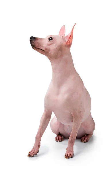 American Hairless Terrier Cane Ritratto Seduto Isolato Sfondo Bianco Guardando — Foto Stock