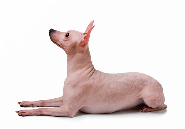 American Hairless Terrier Dog Lying Isolated White Background Side View — Stock Photo, Image