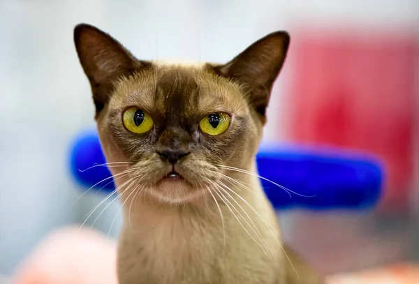 Choklad Burmesisk Katt Med Guld Ögon Porträtt Närbild Färgglad Bakgrund — Stockfoto