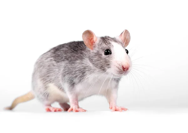 Little Rat Standing White Background Close Looking Camera — Stock Photo, Image