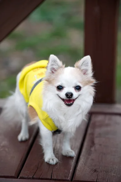 友好的奇瓦瓦狗穿着黄色礼服站在木凳特写肖像 — 图库照片
