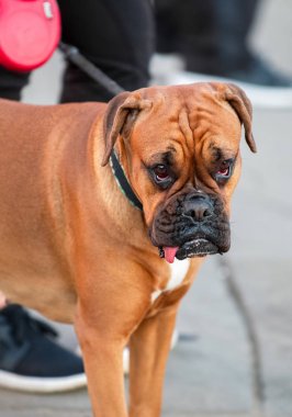 Alman Boxer (Deutscher Boxer) beyaz göğüs sokak yakın çekim portre ayakta köpek fawn 