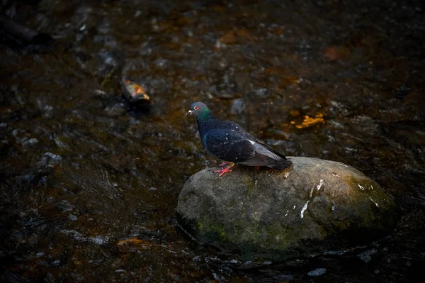 Rock Dove Common Pigeon Columba Livia Bird Stone River Evening — Stock Photo, Image