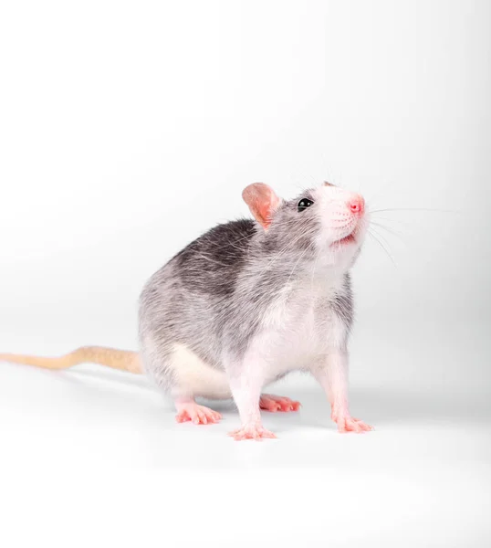 White Breasted Gray Pet Rat Standing White Background Looking — ストック写真