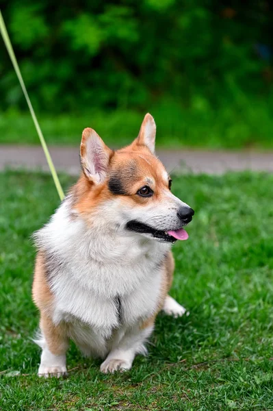 Pembroke Galler Corgi köpek portre yeşil çim üzerinde oturan 