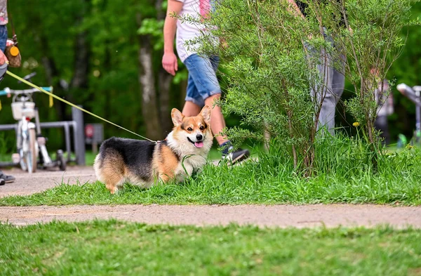 Séta Pembroke Walesi Corgi Kutya Tavasszal Parkban — Stock Fotó