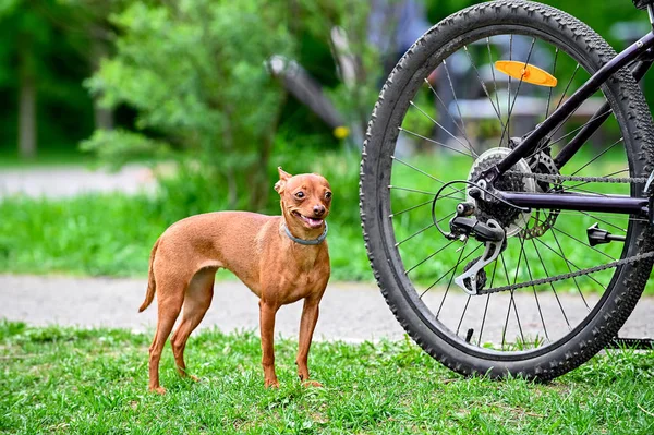 Geestige Toy Terrier Hond Naast Fiets Wiel Spring Park — Stockfoto