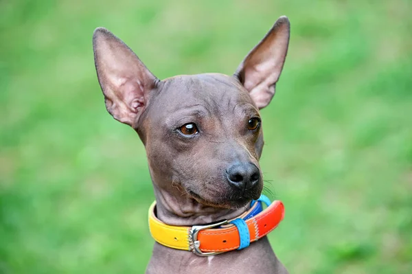 Amerikanische Haarlose Terrier Hund Nahaufnahme Porträt Mit Buntem Halsband Auf — Stockfoto