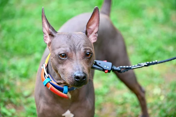 Amerikanische Haarlose Terrier Hund Nahaufnahme Porträt Mit Buntem Halsband Und — Stockfoto