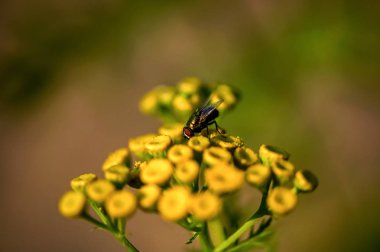 parlak sarı tansy çiçek altın sinek (Tanacetum vulgare, acı düğmeleri, acı, ya da altın düğmeleri) 