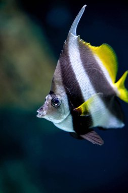 Okul bannerfish (Heniochus diphreutes) resif mercan balığı sualtı yüzen  
