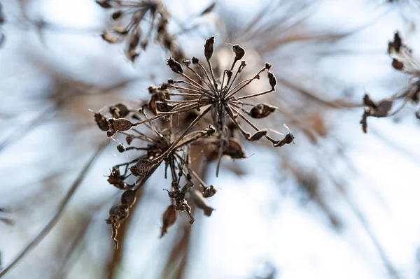 dry Apiaceae  or Umbelliferae family plant close-up shallow focus bottom view on clear  light blue sky background
