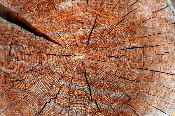 Old Cracked Saw Cut Tree Trunk Macro Shot Beautiful Natural — Stock Photo, Image