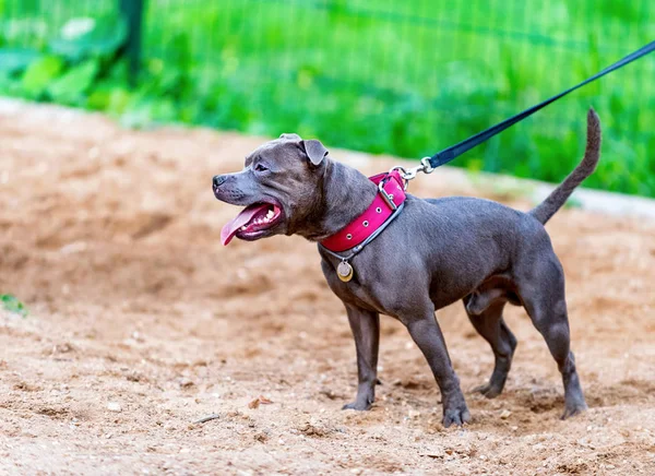 Blauwe Engelse Staffordshire Bull Terrier Stafford Staffie Staande Hond Speelplaats — Stockfoto
