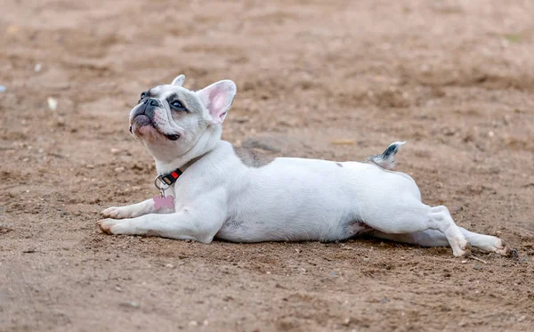 Lindo Blanco Con Parches Bulldog Francés Bouledogue Francais Franceses Acostado — Foto de Stock