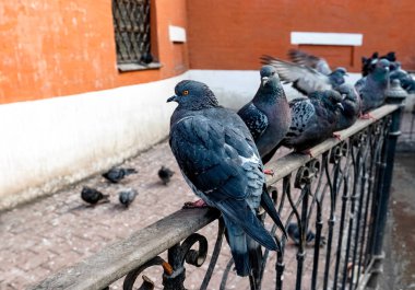 Kentsel gri ortak güvercinler (Columba Livia) kırmızı tuğla duvar bina karşı dökme demir çit 