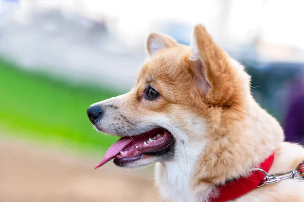 Pembroke Walesi Corgi Kiskutya Vörös Gallérral Portréja Homályos Háttér — Stock Fotó