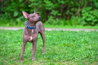 bulanık yeşil doğal arka plan üzerinde duran göğüs Amerikan Tüysüz Terrier köpek beyaz nokta ile tan koklama 