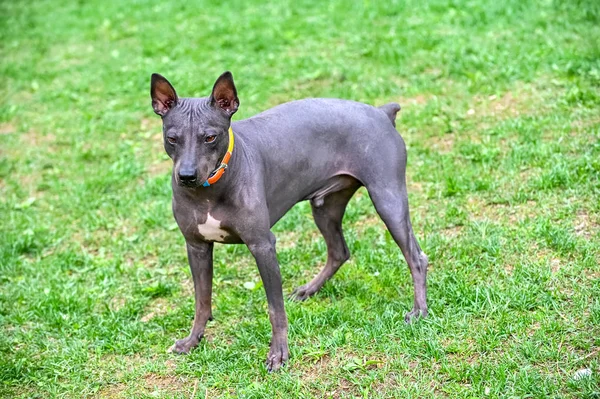 American Hårlösa Terriers Dog Mörkbrun Med Vit Fläck Bröstet Stående — Stockfoto