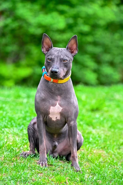 American Hairless Terriers Dog Portrait Sitting Green Grass Blurred Natural — Stock Photo, Image