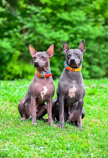 Twee Amerikaanse Haarloze Terriers Honden Zittend Groen Gras Tegen Vervaagde — Stockfoto