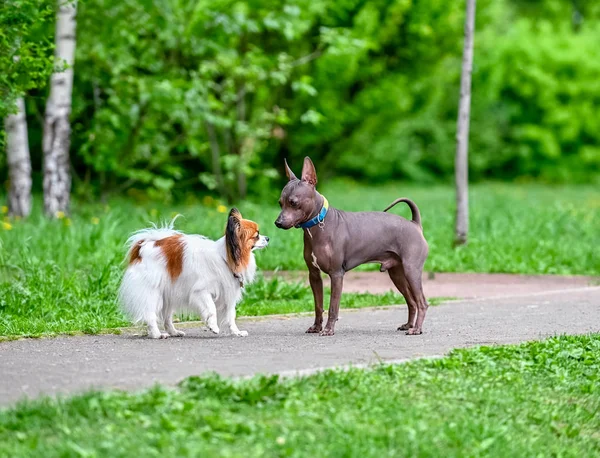Branco Com Papillon Vermelho Continental Toy Spaniel American Hairless Terriers — Fotografia de Stock