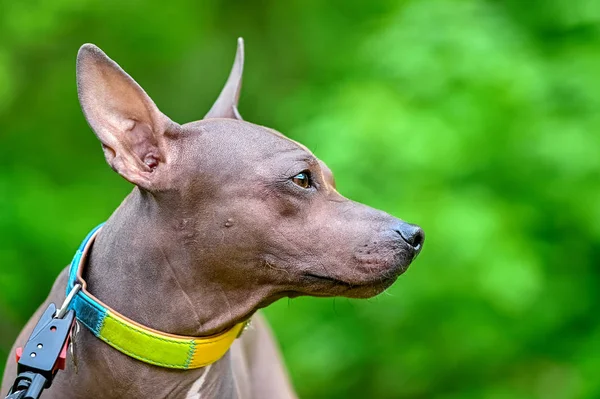 Amerikanische Haarlose Terrier Hundeprofil Porträt Nahaufnahme Mit Buntem Halsband Auf — Stockfoto