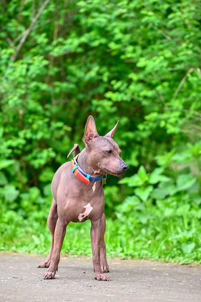 American Hairless Terriers dog with colorful collar standing  on green forest foliage background