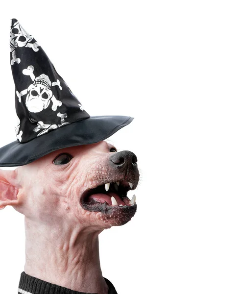 Angry Hairless Dog Head Dressed Black Witch Hat Isolated White — Stock Photo, Image