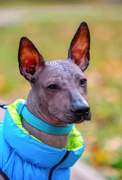 Xoloitzcuintle Mexikanischer Haarloser Hund Welpe Mit Blauem Kragen Und Herbstjacke — Stockfoto