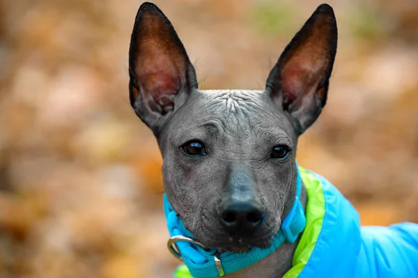 Xoloitzcuintle Mexický Chlupatý Pes Štěně Modrým Límcem Podzimní Bunda Portrét — Stock fotografie