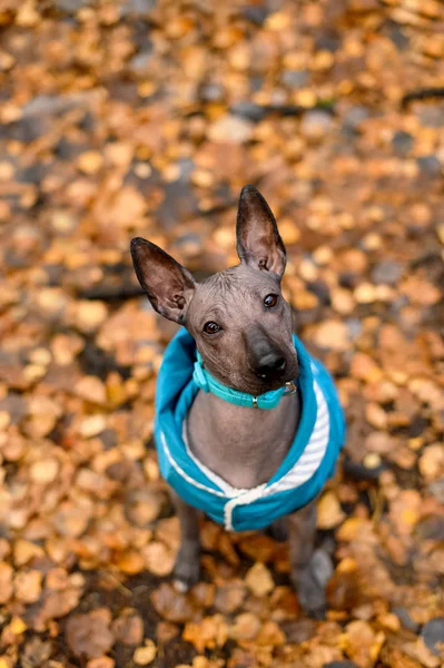 Xoloitzcuintle Mexican Hairless Dog Cucciolo Vestito Con Colletto Blu Giacca — Foto Stock