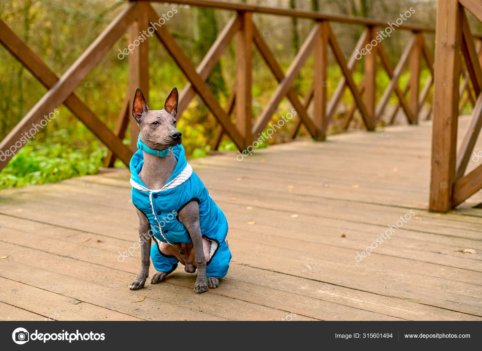 Xoloitzcuintle Mexican Hairless Dog Puppy Dressed Blue Collar Jacket
