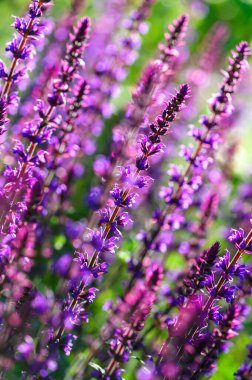 Akşamları açan lavanta çiçekleri. Güneş ışığı. Yakın plan, güzel doğal arka plan. 