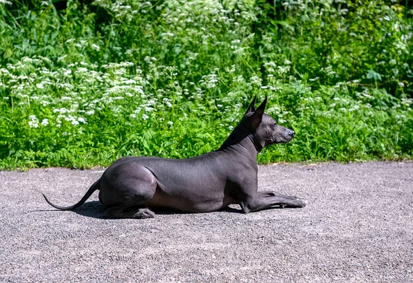 Xoloitzcuintle Meksykański Pies Bez Włosów Leżący Ścieżce Bocznej Widok Letni — Zdjęcie stockowe