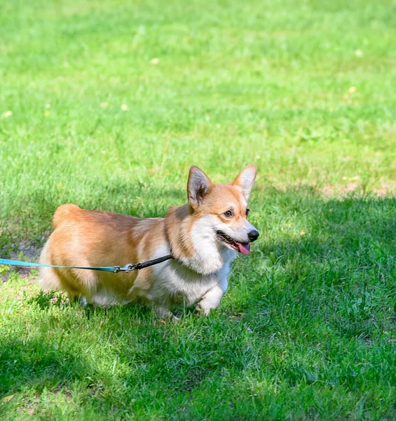 Vandrende Rød Med Hvit Pembroke Welsh Corgi Hund Grønt Gress – stockfoto