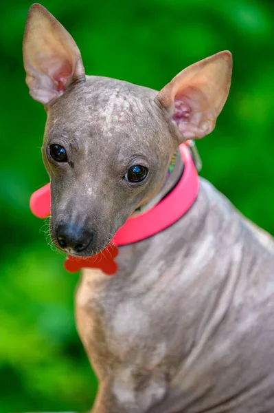 American Hairless Terrier Pies Jasnoróżowym Kołnierzem Zbliżenie Portret Naturalnym Zielonym — Zdjęcie stockowe