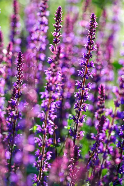 太陽の下で育つラベンダーの花クローズアップ美しい自然背景 — ストック写真