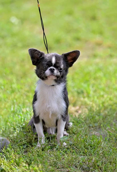 Perro Chihuahua Blanco Negro Sentado Sobre Hierba Verde Con Correa —  Fotos de Stock