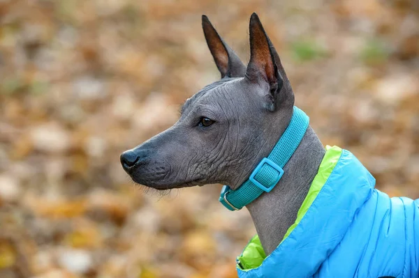 Xoloitzcuintle (Meksika Kılsız Köpeği) profil portresi yakın plan mavi yakalı ve sarı sonbahar yaprakları üzerine salam ceketli 