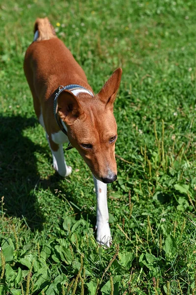 Rood Met Witte Markeringen Bassengi Ras Hond Afrikaanse Bush Hond — Stockfoto