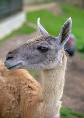 Kırmızı lama kenarlı portre. Kapıda dikiliyoruz.