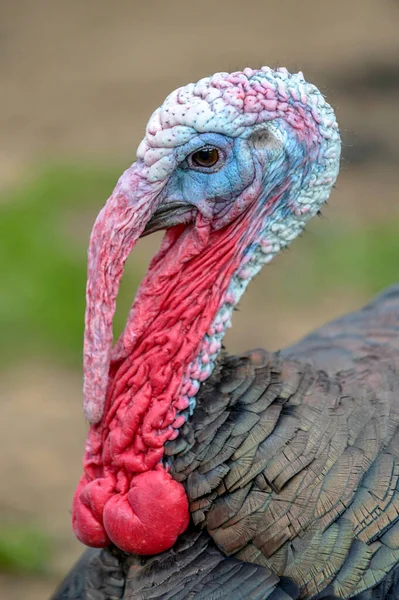 Male Turkey Profile Portrait Close Blurred Natural Background — Stock Photo, Image